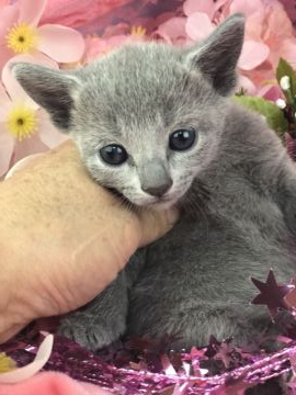 ロシアンブルー【千葉県・女の子・2019年3月11日・ブルー（短毛）】の写真「父親は、CFAのグランドチャンピオンの優良血統です」