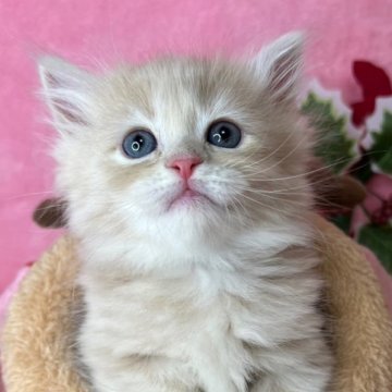 ミヌエット【千葉県・女の子・2024年10月13日・クリームタビー&ホワイト（長毛）】の写真「生後10ヶ月まで、生命保証付。お土産付き。」