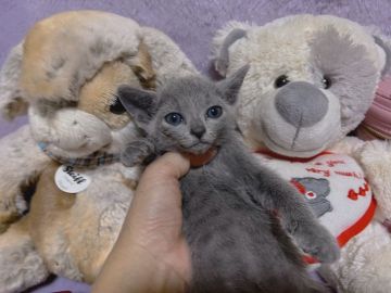 ロシアンブルー【千葉県・女の子・2021年11月26日・ブルー   赤リボン（短毛）】の写真「父親は、CFAのチャンピオンの優良血統です。」