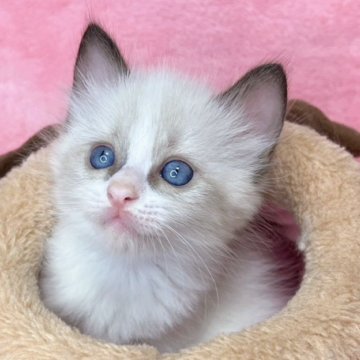 ラグドール【千葉県・女の子・2024年8月19日・シールポイントバイカラー（長毛）】の写真「生後10ヶ月まで、生命保険付き。お土産付き。」