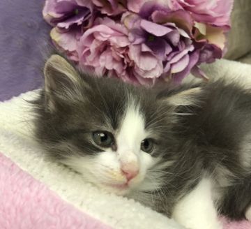 ノルウェージャンフォレストキャット【千葉県・男の子・2018年1月27日・ブルーアンドホワイト（長毛）】の写真「両親共に、CFAのチャンピオンの優良血統です。」