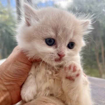 ミヌエット(短足)【千葉県・女の子・2023年7月22日・クリーム&ホワイト(コマリ)（長毛）】の写真「生後10ヶ月まで、生命保険付きの安心猫ちゃん。お土」
