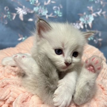 ラグドール【千葉県・女の子・2024年4月6日・ブルーポイント（長毛）】の写真「この子は，生後10ヶ月まで，生命保証付き。お土産付」