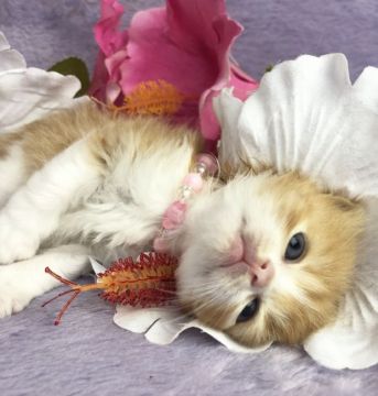 マンチカン(長足)【千葉県・女の子・2019年5月22日・レッドアンドホワイト（長毛）】の写真「円らな瞳が可愛い、マンチカンの女の子です。」