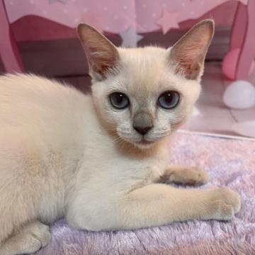 トンキニーズ【千葉県・女の子・2022年8月27日・プラチナ ミンク（短毛）】の写真「綺麗なブルーの瞳の女の子です。」