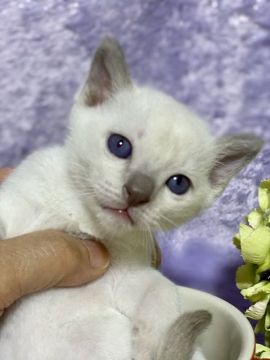 トンキニーズ【千葉県・男の子・2020年4月3日・プラチナミンク（短毛）】の写真「父親は、CFAのチャンピオンの優良血統です。」