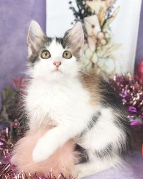 ノルウェージャンフォレストキャット【千葉県・女の子・2018年6月29日・ブラウンパツチドタビー&ホワイト（長毛）】の写真「綺麗に配置された、三色の三毛ちゃんです。」