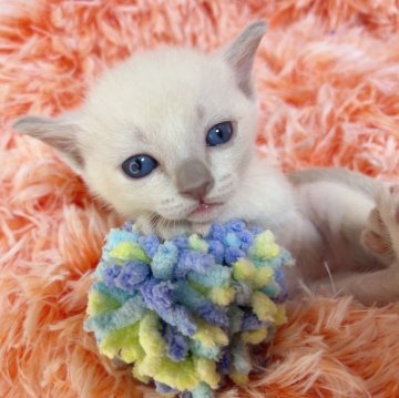 トンキニーズ【千葉県・男の子・2023年11月29日・プラチナミンク（短毛）】の写真「生後10ヶ月まで生命保証付きの安心猫ちゃん。お土産」