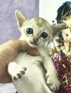 シンガプーラ【千葉県・男の子・2018年8月12日・セピアアグーチ（短毛）】の写真「父親は、CFAのチャンピオンの優良血統です。」