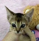 アビシニアン【千葉県・女の子・2018年9月26日・ルディ】の写真1「可愛い、ルディの女の子です。」