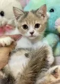 ブリティッシュショートヘア【千葉県・女の子・2021年3月28日・ダイリユートキャリコ】の写真1