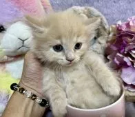 マンチカン(短足)【千葉県・女の子・2022年7月23日・クリームタビー】の写真1「ちっちゃなチビちゃん」