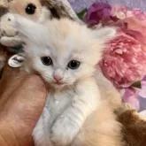 サイベリアン【千葉県・男の子・2022年8月1日・クリームタビー&ホワイト】の写真1「可愛い子です。」