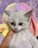 ラグドール【千葉県・女の子・2020年3月30日・シールポイントバイカラー】の写真1