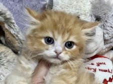 ラガマフィンの子猫を探す 専門ブリーダー直販の子猫販売 みんなの子猫ブリーダー