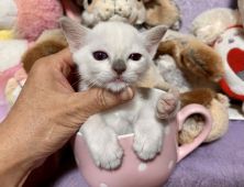 トンキニーズ 千葉県 男の子 22年1月25日 プラチナ ポイント 白くて綺麗なトンキニーズの男の子です みんなの子猫ブリーダー 子猫id 23