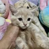 マンチカン(長足)【千葉県・男の子・2022年6月30日・クリームタビー】の写真1