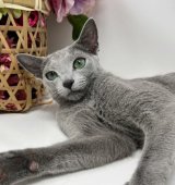 ロシアンブルー【・女の子・2023年3月19日・ブルー】