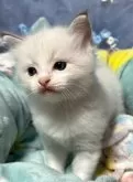 ラグドール【千葉県・男の子・2024年4月16日・ブルーポイントバイカラー】の写真2