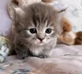 ミヌエット(短足)【千葉県・男の子・2024年1月6日・ブルータビー&ホワイト】の写真2「イケメン君」