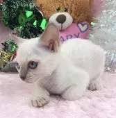 トンキニーズ【千葉県・男の子・2018年9月27日・】の写真2