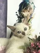 トンキニーズ【千葉県・女の子・2018年7月17日・】の写真3