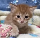 マンチカン(長足)【千葉県・男の子・2024年3月24日・レッドタビー】の写真3