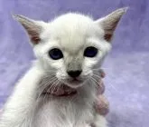 トンキニーズ【千葉県・女の子・2023年7月10日・プラチナミンク】の写真3