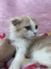 スコティッシュフォールド(折れ耳)【千葉県・女の子・2018年8月10日・レッドタビー&ホワイト】の写真3「見事な、おれ耳ちゃんです。」