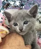 ロシアンブルー【千葉県・男の子・2019年3月21日・】の写真3