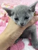 ロシアンブルー【千葉県・男の子・2019年1月10日・】の写真3