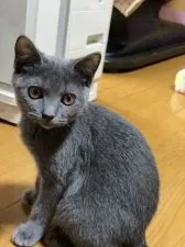 ブリティッシュショートヘア【千葉県・女の子・2021年3月20日・ブルー】の写真3