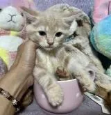 マンチカン(長足)【千葉県・男の子・2022年6月30日・クリームタビー】の写真3