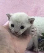 トンキニーズ【千葉県・男の子・2018年4月2日・プラチナ ミンク】の写真4「手の平に乗っちゃいそうです。」