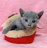 ロシアンブルー【千葉県・男の子・2024年8月12日・ブルー】の写真4