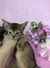 アビシニアン【千葉県・女の子・2018年11月13日・ルディ】の写真4