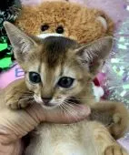 アビシニアン【千葉県・女の子・2018年9月26日・ルディ】の写真4