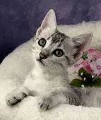 エジプシャンマウ【千葉県・男の子・2019年1月11日・シルバー】の写真4「お腹まで、斑点模様があります。」