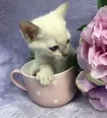 トンキニーズ【千葉県・男の子・2018年2月1日・プラチナ ミンク】の写真4「何これ！」