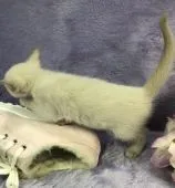 トンキニーズ【千葉県・男の子・2018年2月1日・プラチナ ミンク】の写真5「スタコラさつさー‼️」