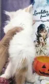 ラガマフィン【千葉県・男の子・2018年7月14日・レッド&ホワイト】の写真5「尻尾の模様の入り方も可愛い。」