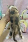 ブリティッシュショートヘア【千葉県・女の子・2021年3月28日・ダイリユートキャリコ】の写真5