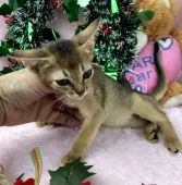 アビシニアン【千葉県・女の子・2018年9月26日・ルディ】の写真5「直ぐ、ゴロゴロいう甘ったれちゃんです。」