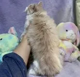 マンチカン(短足)【千葉県・男の子・2022年8月27日・クリームタビー&ホワイト】の写真5