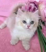 ミヌエット(短足)【千葉県・男の子・2025年7月4日・クリーム&ホワイト】の写真10