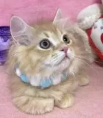 ミヌエット(短足)【千葉県・男の子・2024年11月12日・レッドタビー&ホワイト】の写真10