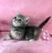 ミヌエット(短足)【千葉県・女の子・2025年12月22日・ブルータビー】の写真11