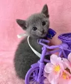 ロシアンブルー【千葉県・男の子・2025年1月30日・ブルー】の写真11