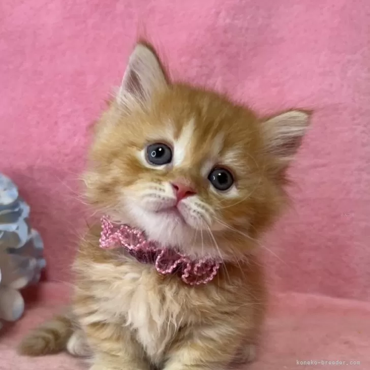 ID:2505-03118の子猫