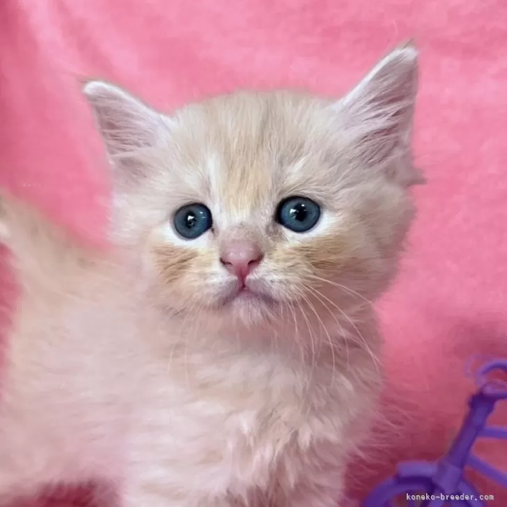 ミヌエット(長足)【千葉県・女の子・2025年8月22日・クリームタビー】の写真1